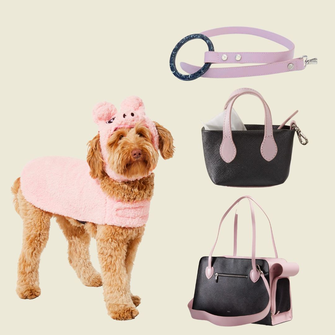 Louis Vuitton dog carriers collar and leashes found on Polyvore