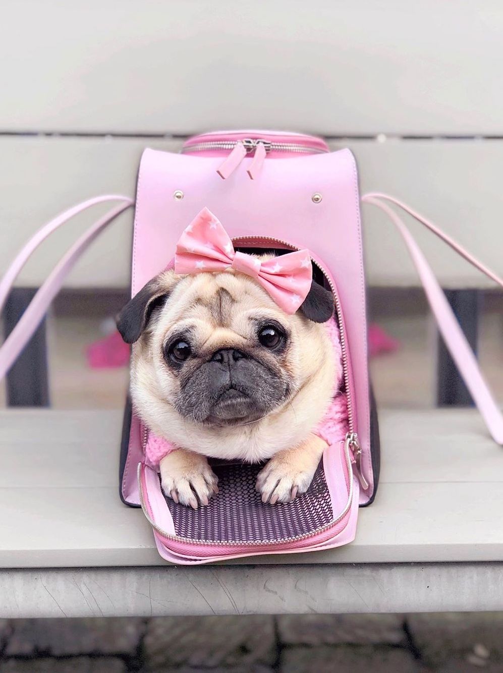 Pug hotsell backpack carrier