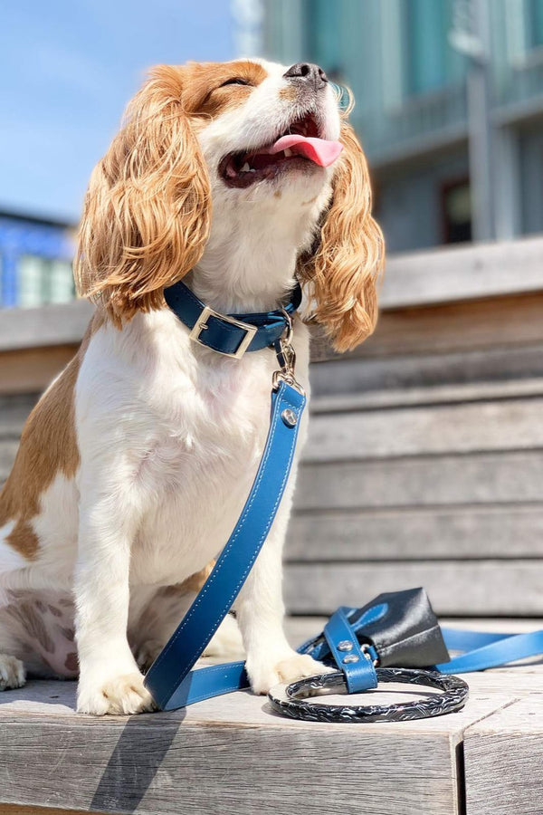 Luxury blue dog leash with acrylic handle. 